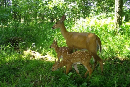 A doe and two fawns stand in the forest