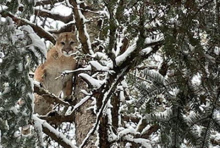 Cougar in tree