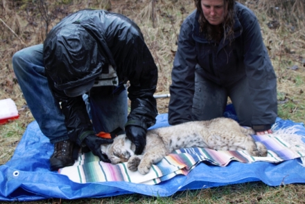 Fitting a collar on a bobcat