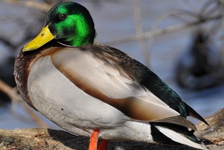 Waterfowl management Wisconsin DNR