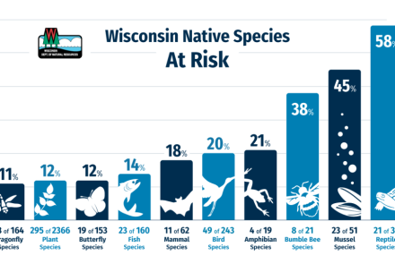 A bar graph showing the number of at-risk Wisconsin native species by type.
