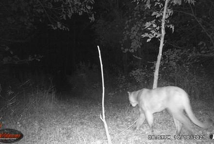 Cougar walking away from trail camera at night