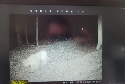 Mountain lion walking in front of trail camera at night