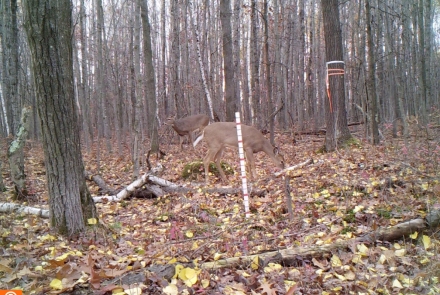 Two deer in the forest stand near the 5m post and 15m flag