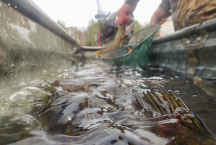 Researchers inspecting Walleye caught in fishing nets and placing them in a large metal tub with water.