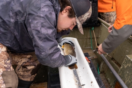 DNR staff measure the length of a walleye using a white measuring board.