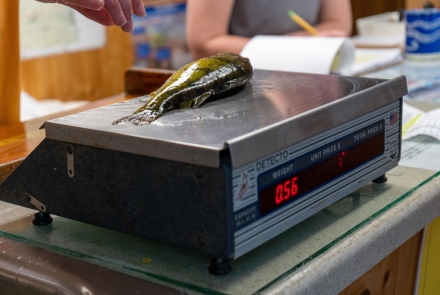 Yellow perch fish being weighed on a scale. 
