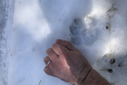Cougar print in snow with a hand for size reference