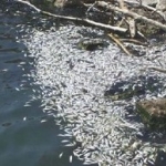 Alewives floating at edge of river