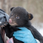 Black bear cub held by a scientist.