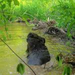 Two beavers play in a small pool of water.