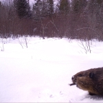 A trail camera photo of a snowy landscape shows a beaver poking his head into the frame in the bottom right corner.