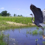 Great blue heron taking off from the ground
