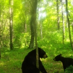 Black bear and cub