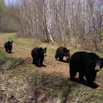 Black Bear sow with three cubs 