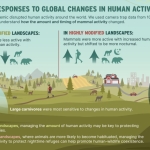 An info graphic describes how in less modified landscapes, mammals were less active with increased human activity, and in highly modified landscapes, mammals were more active with increased human activity