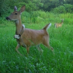 An alert looking deer with a GPS collar, captured by a trail camera.