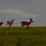 Collared bucks running across the top of a green hill.