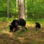 In this trail camera photo, a collared adult bear is shown walking through green woods with a cub in tow.