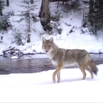 A coyote along a snowy riverbank pauses to look at the camera.