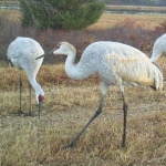 Sandhill cranes feeding in Jackson County