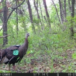 A turkey hen with a green wing tag.