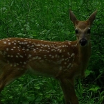 A spotted fawn stands amidst the tall green brush.