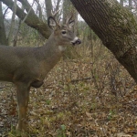 deer collaring