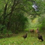 Two deer run into two turkeys on a wooded trail.
