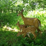 A doe and two fawns stand in the forest