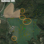 Map of a buck's movements in September 2019 - Highlighted daytime bedding area