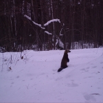 A marten perches in the snow and looks to the right