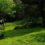 A moose walks through a green forest in Wisconsin, captured by a trail camera.