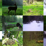 A collage of Snapshot trail camera photos of Wisconsin wildlife.