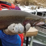 Steelhead from the Brule River