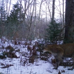 A tan cougar walks through a snowy forest.