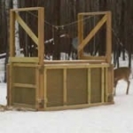 A doe nearing a box trap in the winter