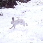 A brown snowshoe hare hops through the snow.