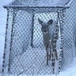 Young doe inside a netted cage trap