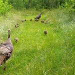 A group of turkeys walk down a path in the green grass. At the front and back of the group are two adult turkeys, with many young poults between them.