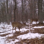 A trail camera photo shows two deer standing in the snowy woods.  A white pole with red dashed lines sticks out from the ground in the middle of the frame.