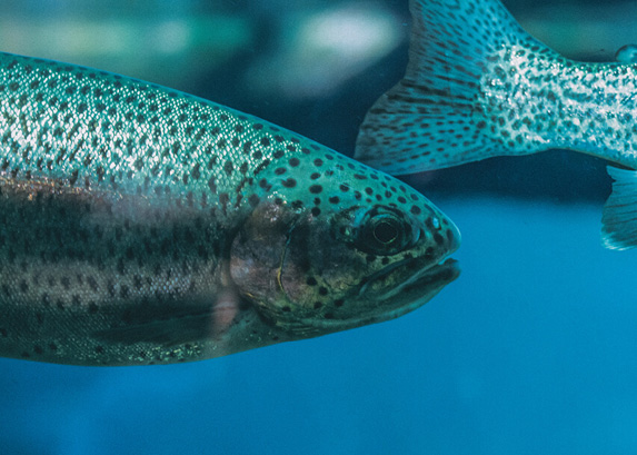 Closeup of trout.