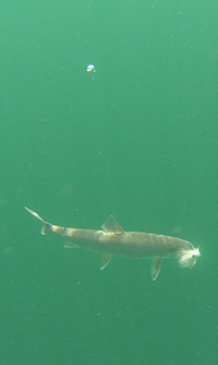 A lake trout comes to the surface