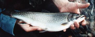 Coaster Brook trout