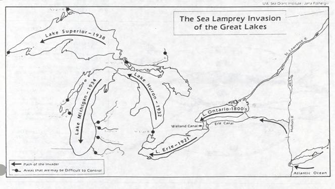 Sea lamprey movement timeline through the Great Lakes