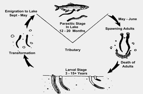 sea lamprey life cycle