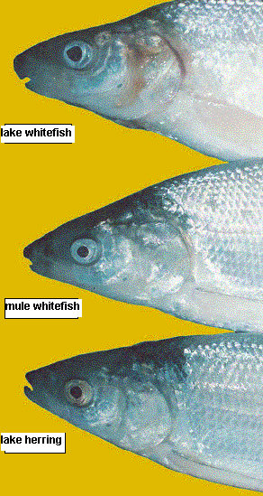 Whitefish / Herring / Hybrid (Mule Whitefish) comparison