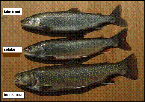 lake trout, splake and "coaster" brook trout