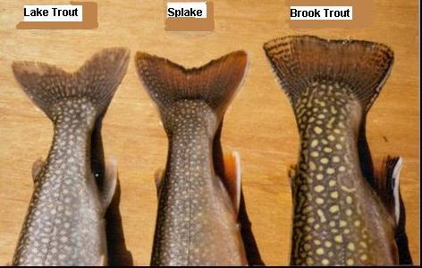 comparison of lake trout, splake and "coaster" brook trout tails