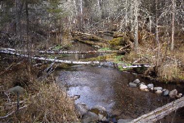 Restored in-stream habitat on Stones Bridge tributary